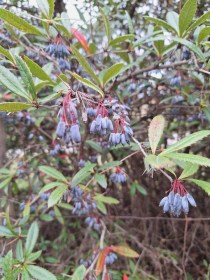 Júlia borbolya - Berberis julianae, Berberis julianae, évelő, fásszárú
